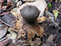 Geastrum fornicatum
