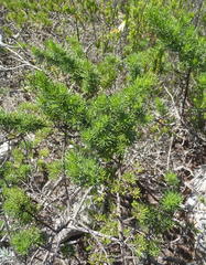 Psoralea vanberkelae