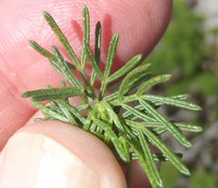 Psoralea vanberkelae