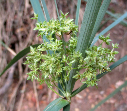 Cyperus alternifolius subsp. flabelliformis image