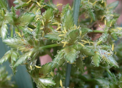 Cyperus alternifolius subsp. flabelliformis image