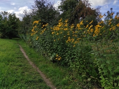Helianthus tuberosus