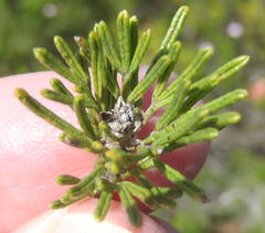 Psoralea vanberkelae