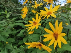 Helianthus tuberosus