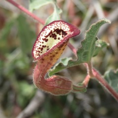 Aristolochia coryi