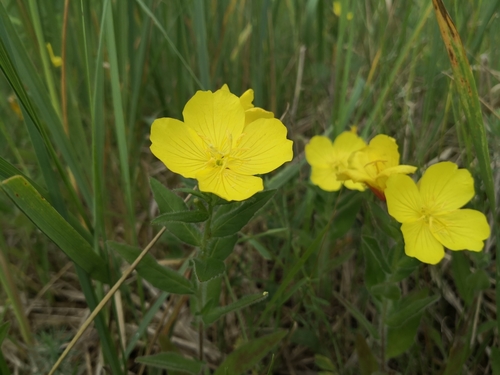 Image of Oenothera pilosella by (c) Поляков Александр, some rights reserved (CC BY)