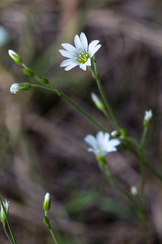 Longstalk starwort