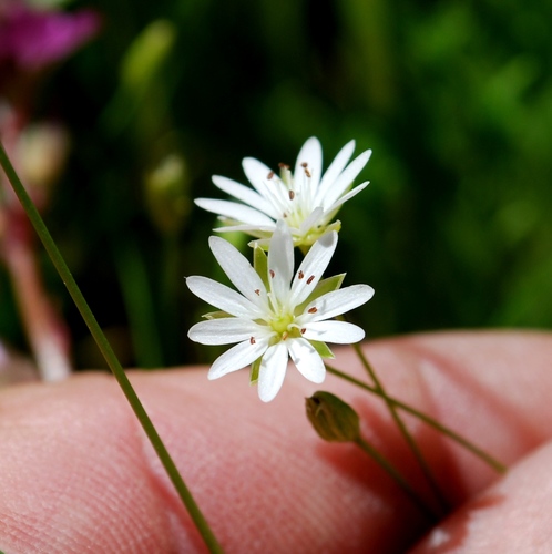 Longstalk starwort