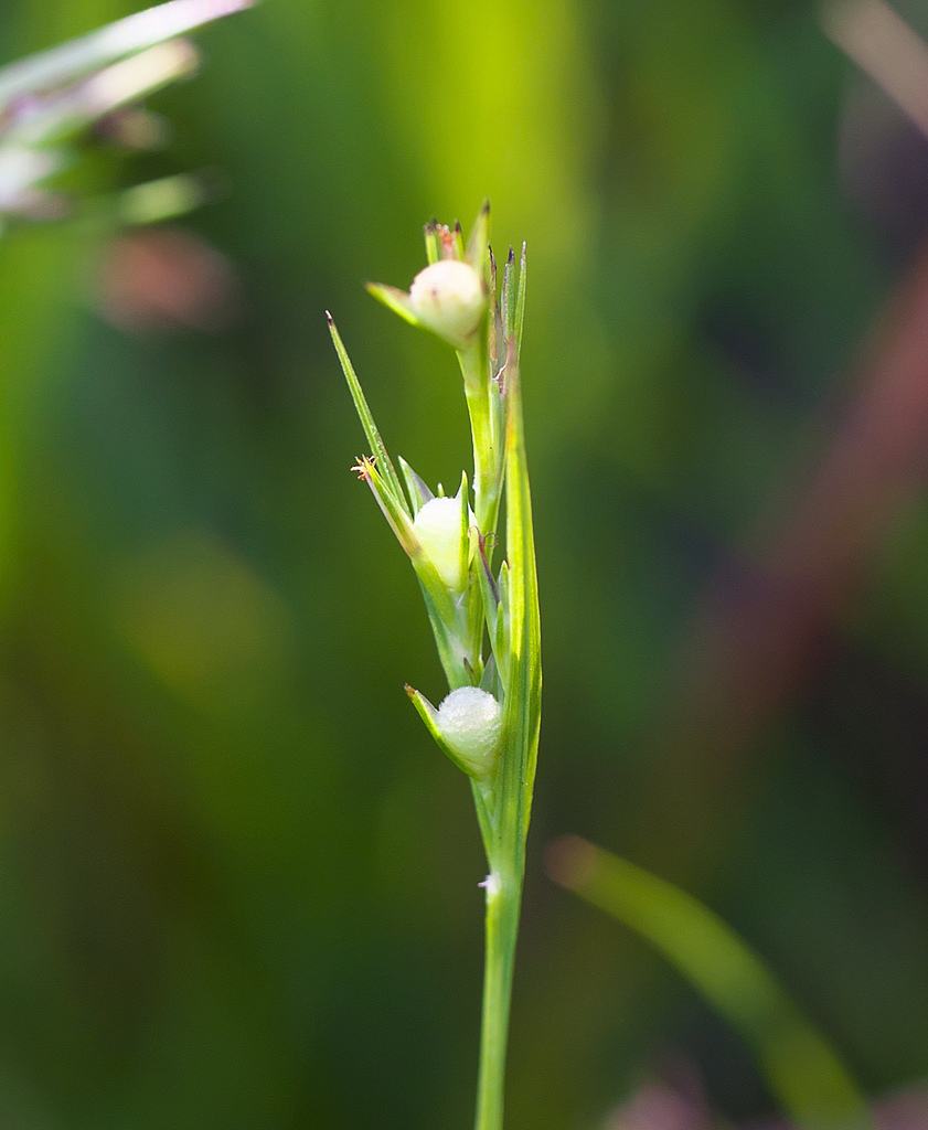 Scleria parvula (Scleria parvula)