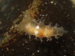 Tritonicula myrakeenae
