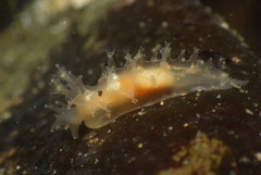 Tritonicula myrakeenae