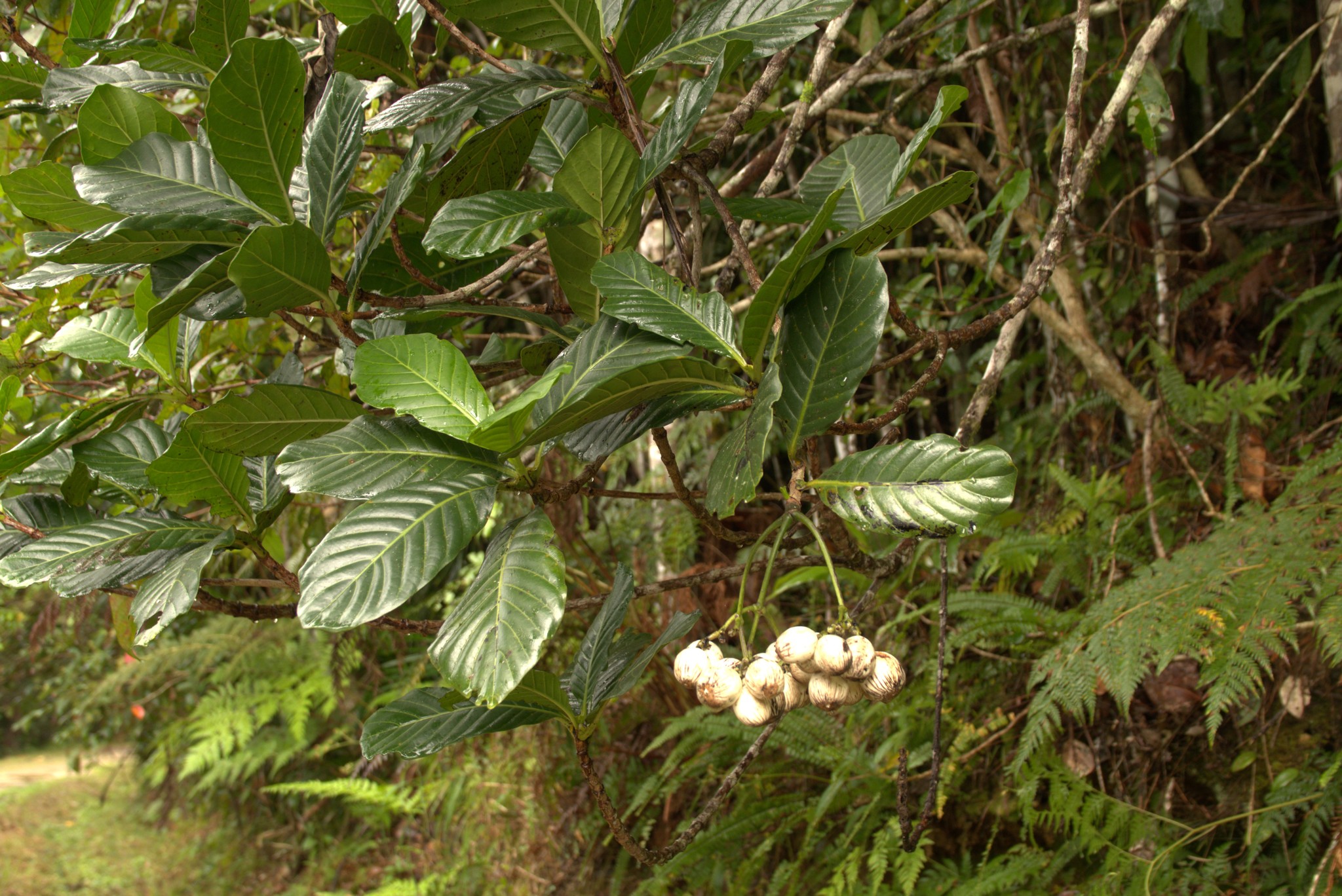 Neuburgia