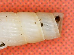 Turbonilla lactea