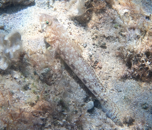 Glavoč bjelaš (Gobius geniporus)
