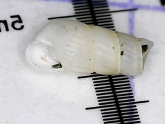 Turbonilla lactea