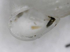 Turbonilla lactea