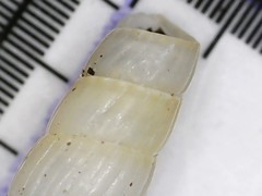 Turbonilla lactea