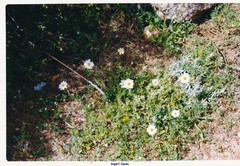 Teucrium gnaphalodes