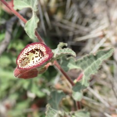 Aristolochia coryi