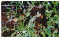 Helianthemum ledifolium