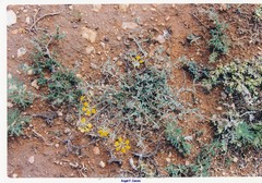 Teucrium gnaphalodes