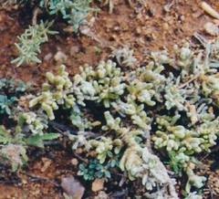 Teucrium gnaphalodes