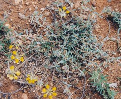Hippocrepis scabra