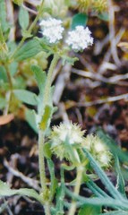 Valerianella discoidea
