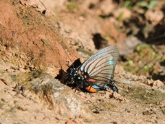 Atlides polybe