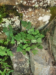 Aleuritopteris formosana