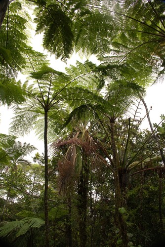 Cyphosperma balansae observed 2021-06-27