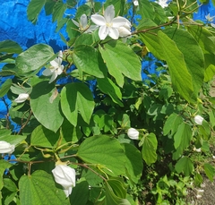 Bauhinia acuminata