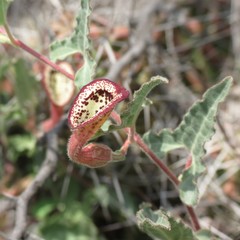 Aristolochia coryi