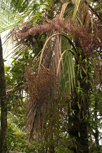 Cyphosperma