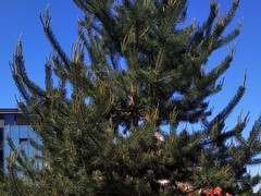 Pinus sylvestris