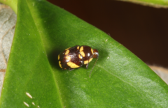 Cryptocephalus trizonatus