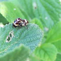 Cryptocephalus trizonatus