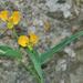 Commelina africana lancispatha - Photo (c) Charles Hopkins, algunos derechos reservados (CC BY-NC), subido por Charles Hopkins