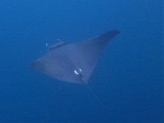 Mobula thurstoni