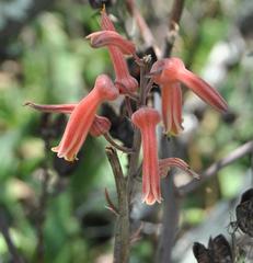 Aloe parvibracteata