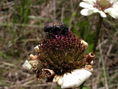 Callilepis laureola