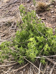 Brickellia laciniata