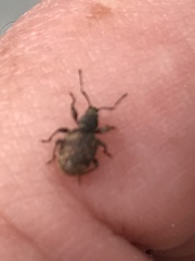 Otiorhynchus crataegi