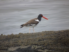 Haematopus palliatus