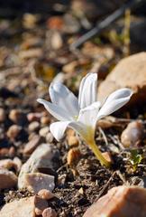 Apodolirion macowanii