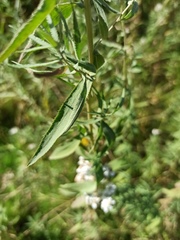 Achillea salicifolia
