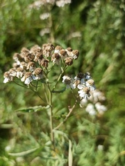 Achillea salicifolia