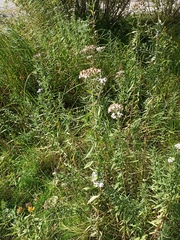 Achillea salicifolia