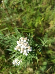 Achillea salicifolia