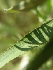 Achillea salicifolia